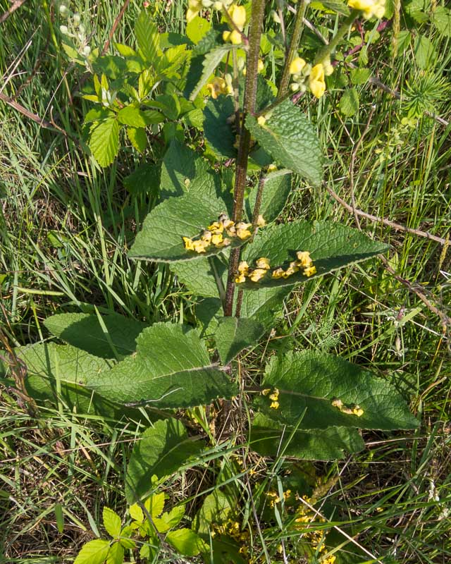 Verbascum chaixii / Verbasco di Chaix